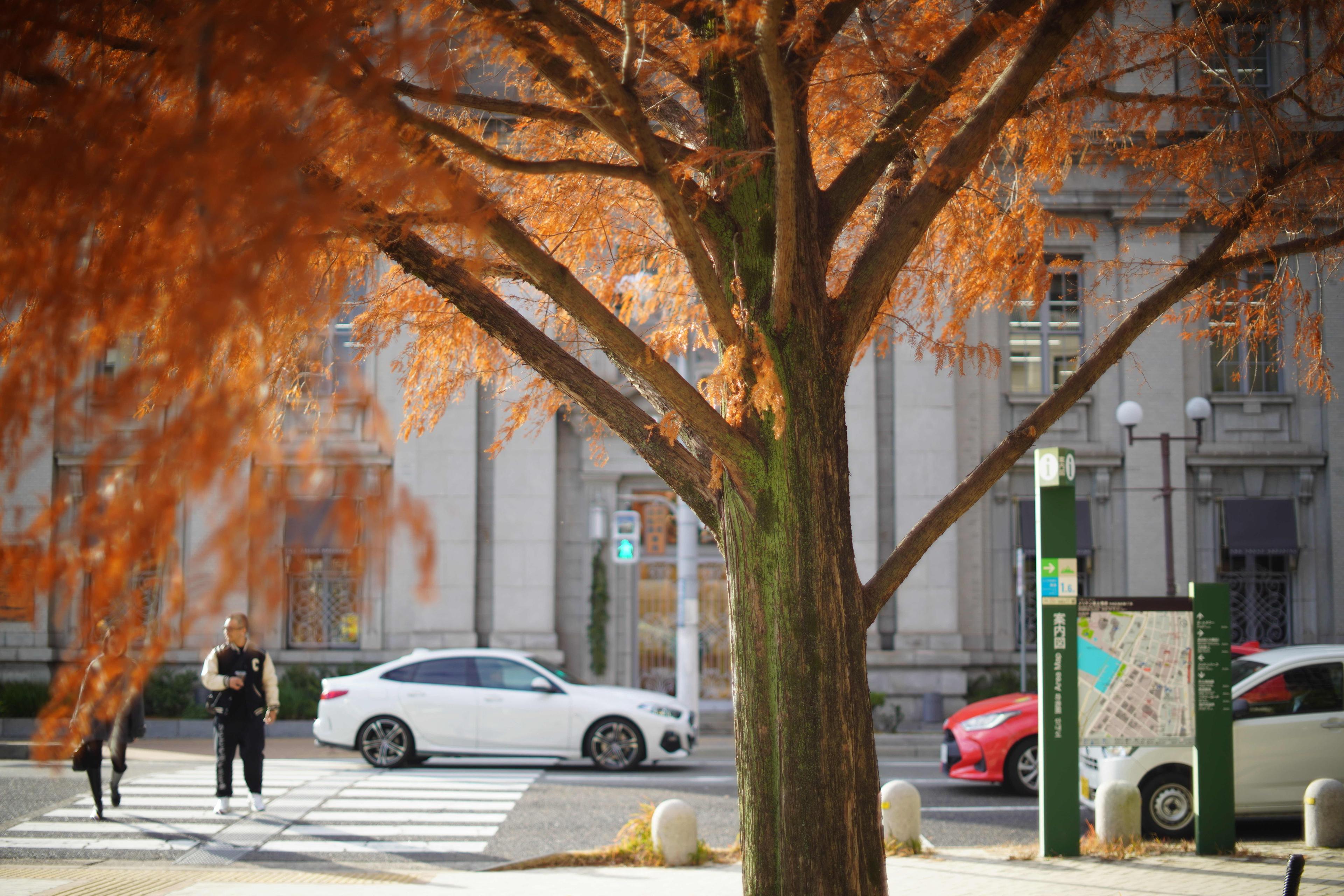 紅葉と街 — 新しい景色と出会い